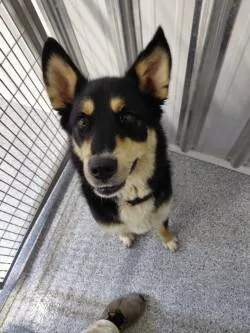 An adult medium-sized female Black Husky dog named Cotton Candy for adoption in bellefontaine, OH