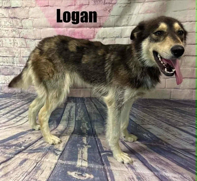 A young medium-sized male Black Shepherd dog named Logan for adoption in Quincy, MI