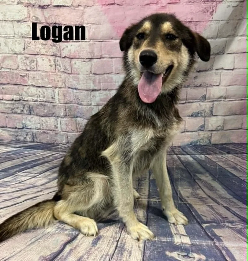 Logan thumbnail 2