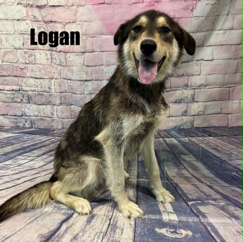 Logan thumbnail 3