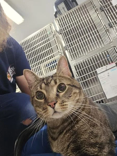 Mr. Gus