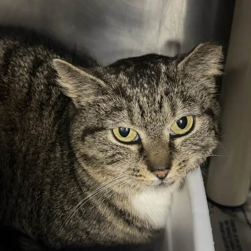 An adult medium-sized female Brown / Chocolate Domestic Short Hair cat named Naomi for adoption in Marion, VA