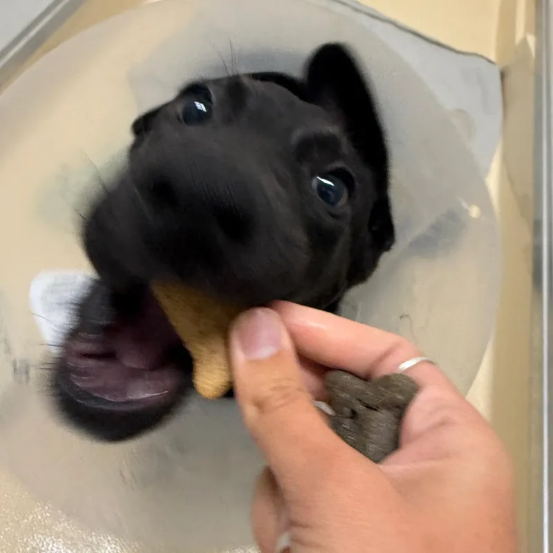 Pete Patty thumbnail 3