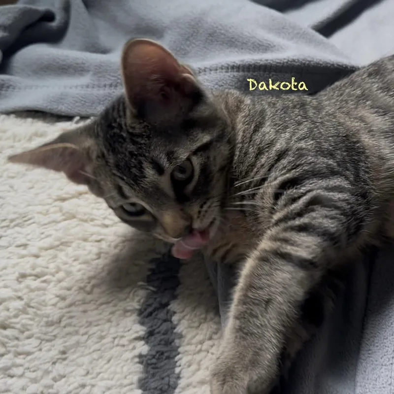 A baby medium-sized male Tabby (Gray / Blue / Silver) Domestic Short Hair cat named Dakota for adoption in Palatine, IL
