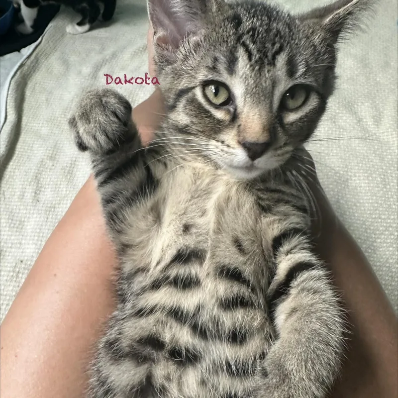 Dakota thumbnail 2