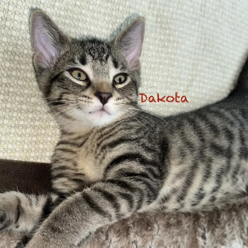Dakota thumbnail 3