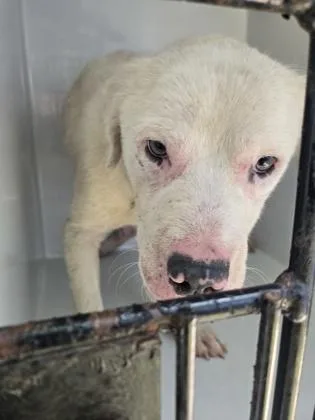 An adult large-sized male Mixed Breed dog named Chad Michael Furry for adoption in Atlanta, GA