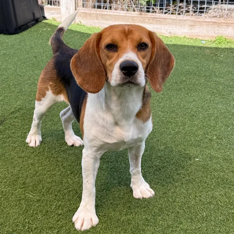 A young small-sized female Brown / Chocolate Beagle dog named Tiffani for adoption in LOXAHATCHEE, FL