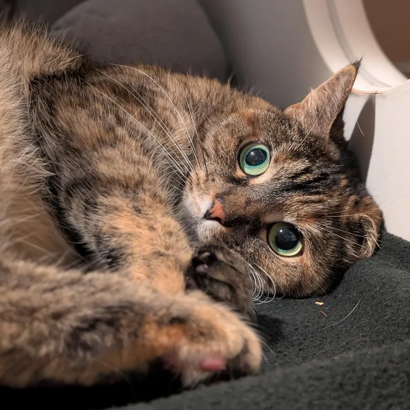 An adult medium-sized female Brown / Chocolate Domestic Short Hair cat named Maple Syrup for adoption in South Burlington, VT