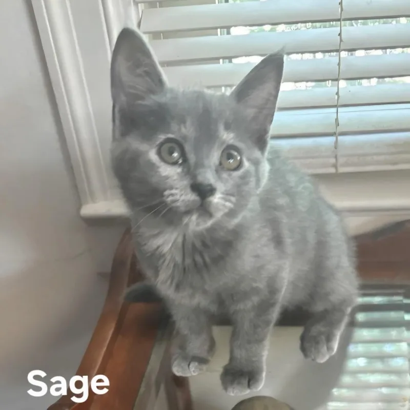 A baby small-sized female Gray / Blue / Silver Domestic Medium Hair cat named Sage for adoption in Kyle, TX