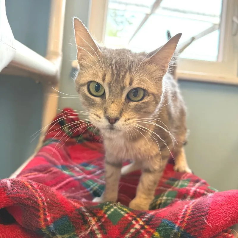 A young medium-sized female Gray / Blue / Silver Domestic Short Hair cat named Nellie for adoption in Morrisville, VT