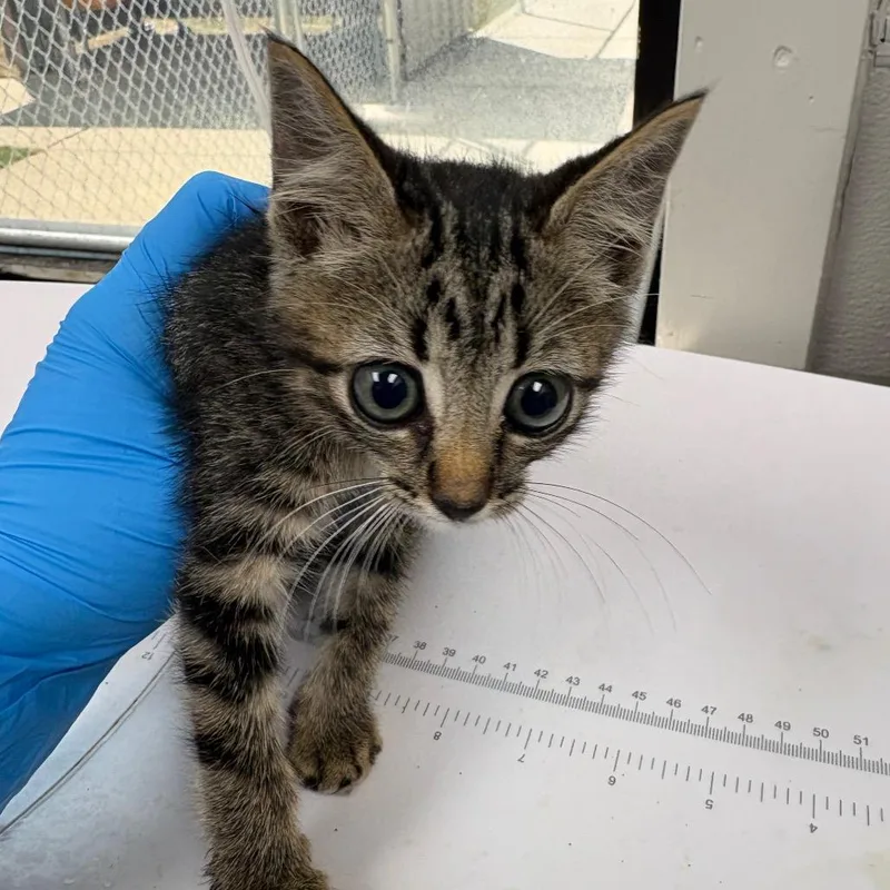 A baby small-sized male Domestic Short Hair cat named BamBam for adoption in Columbiana, AL