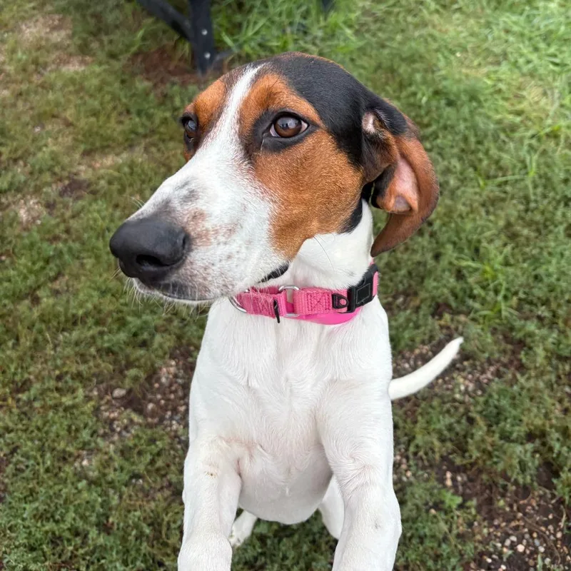 Dixie