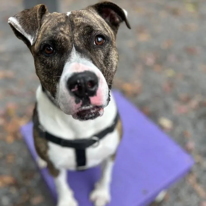 An adult medium-sized female Brindle Boxer dog named Baura for adoption in Berkeley Springs, WV
