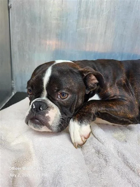 A young small-sized male Boston Terrier dog named Twiggy for adoption in San Antonio, TX