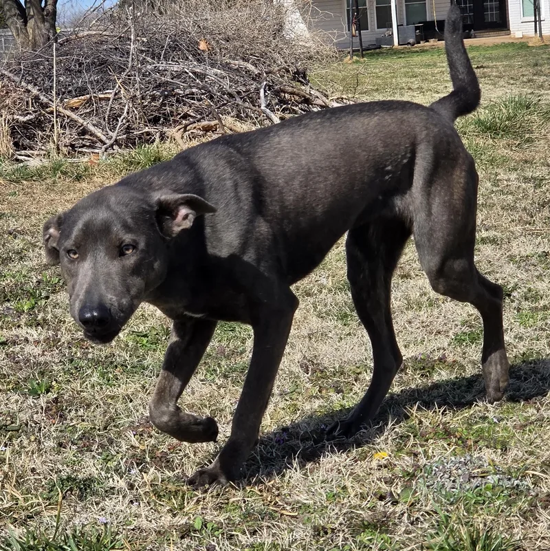 An adult medium-sized female Bicolor Dutch Shepherd dog named Serena for adoption in Owasso, OK