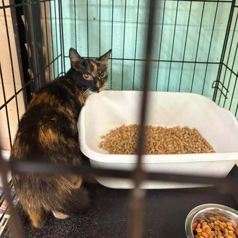 An adult medium-sized female Black Domestic Medium Hair cat named Tootsie Toes for adoption in Gadsden, AL