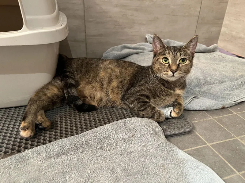 Cafe Au Lait thumbnail 2