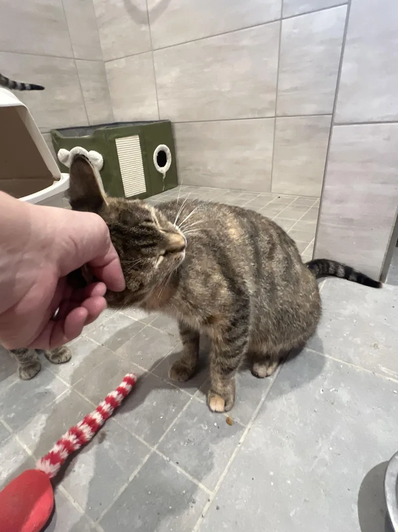 Cafe Au Lait thumbnail 3