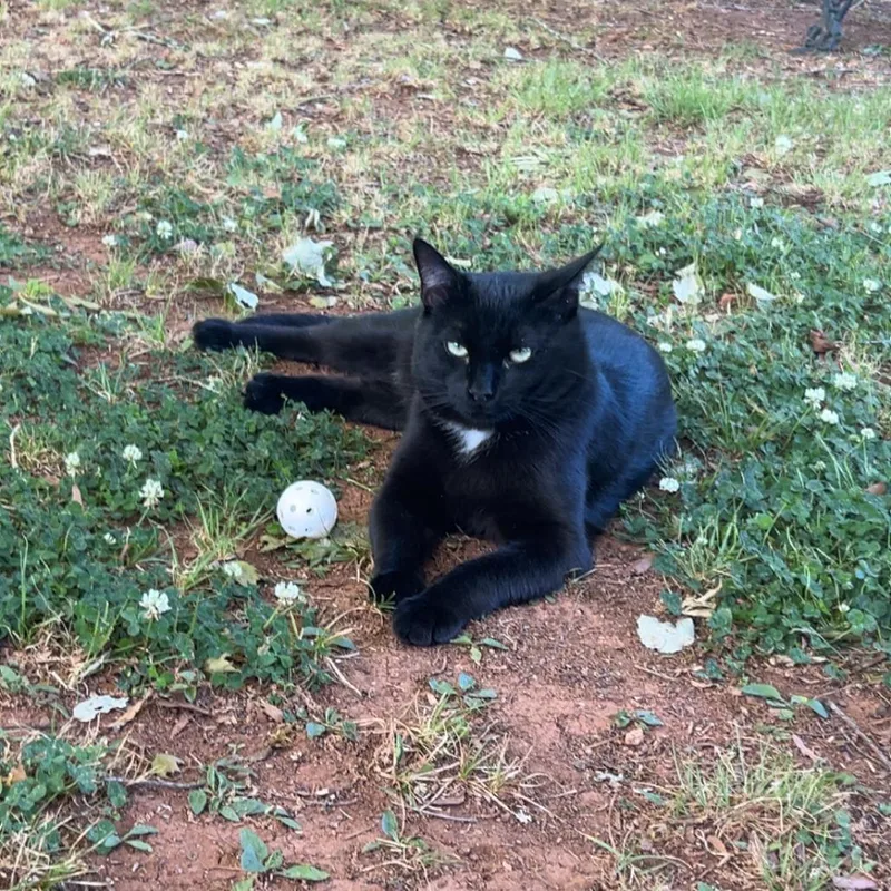 An adult small-sized male Black Domestic Short Hair cat named Saja "saja Boy" for adoption in Lynchburg, VA