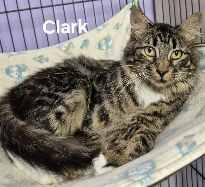 A baby medium-sized male Domestic Short Hair cat named Clark for adoption in Kendallville, IN