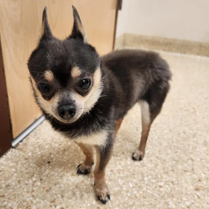 A senior small-sized male Chihuahua dog named Button for adoption in Reno, NV
