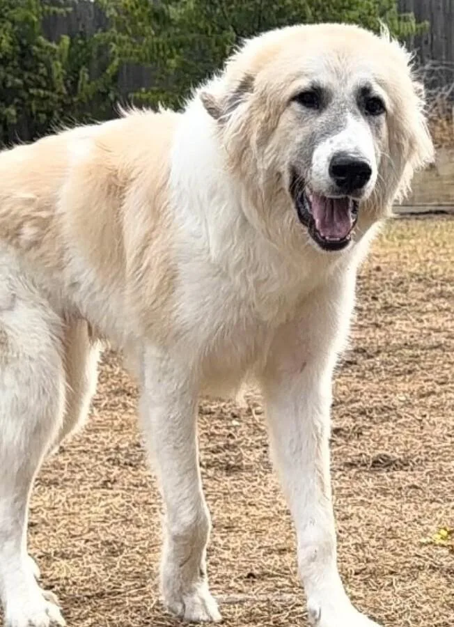 A young medium-sized male White / Cream Great Pyrenees dog named Max Pyranees Mix for adoption in Dallas, TX