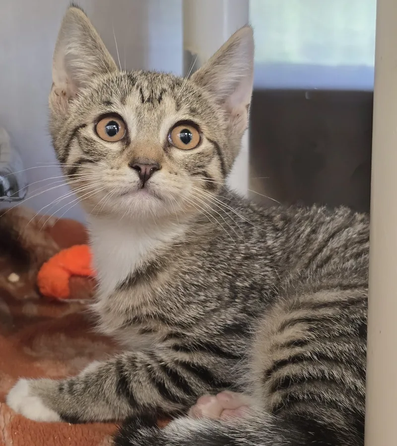 A baby medium-sized female Tabby (Brown / Chocolate) Domestic Short Hair cat named Birdie for adoption in Amityville, NY