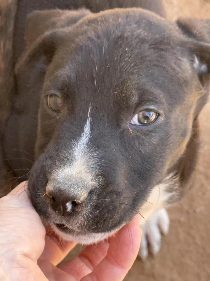 A young medium-sized male Dutch Shepherd dog named Munchkin for adoption in Tucson, AZ