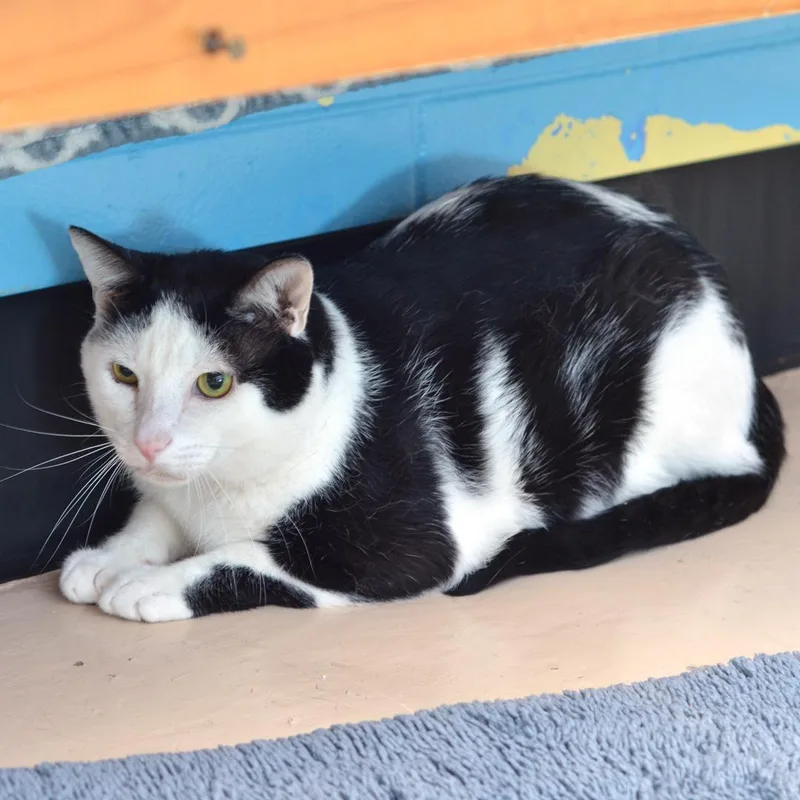 An adult large-sized male Black & White / Tuxedo Domestic Short Hair cat named Boston for adoption in Sanford, FL