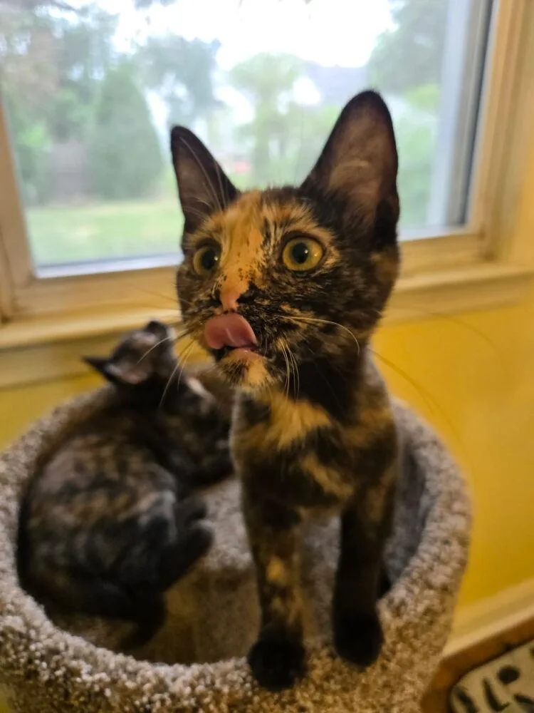 A baby small-sized female Tortoiseshell Domestic Short Hair cat named Louise Belcher for adoption in Ferndale, MI