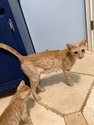 An adult medium-sized female Domestic Short Hair cat named Saffron for adoption in Chamblee, GA