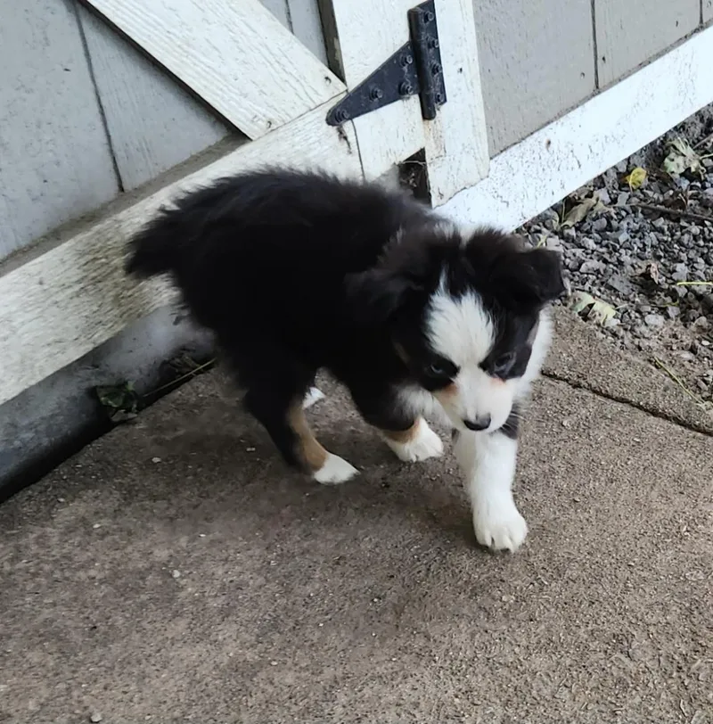 A baby small-sized female Australian Shepherd dog named Rain for adoption in Liberty Center, OH