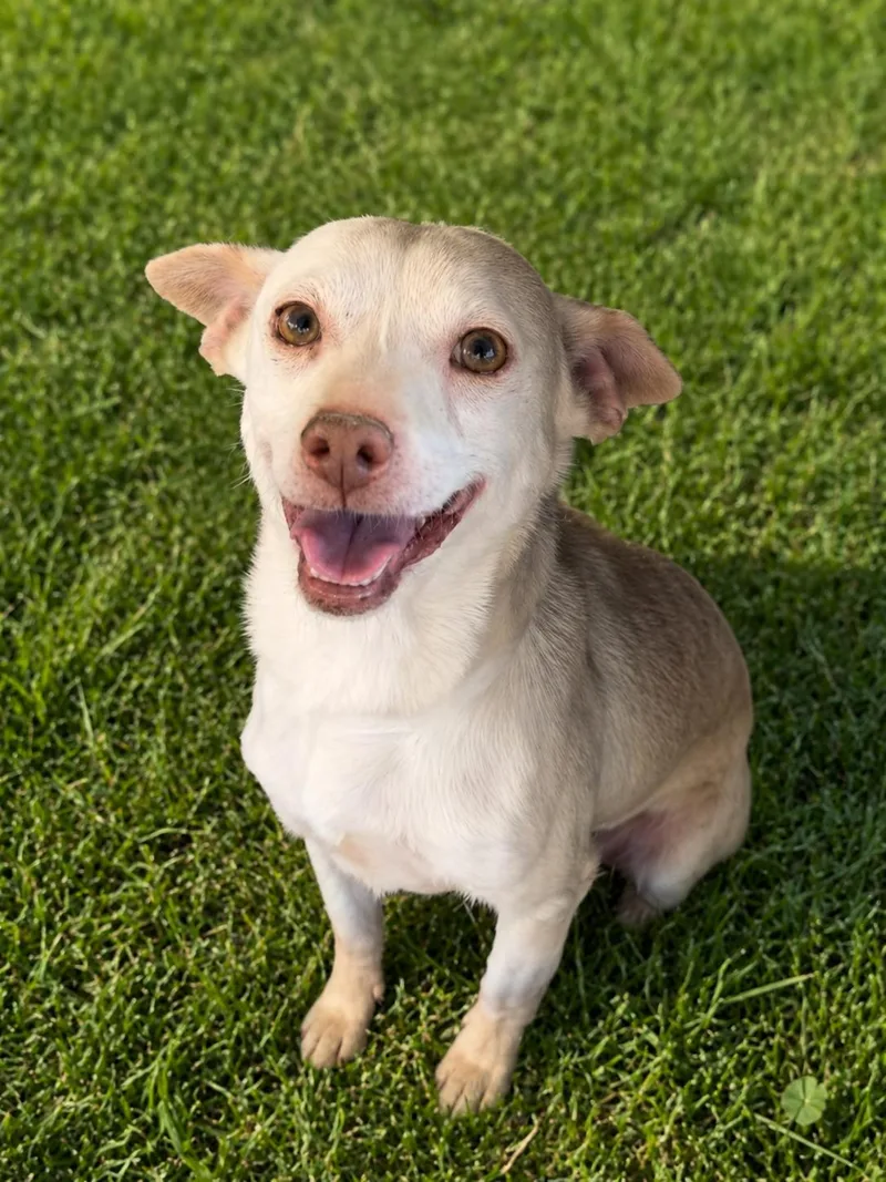 A young small-sized female White / Cream Chihuahua dog named Eggs for adoption in Hamden, CT