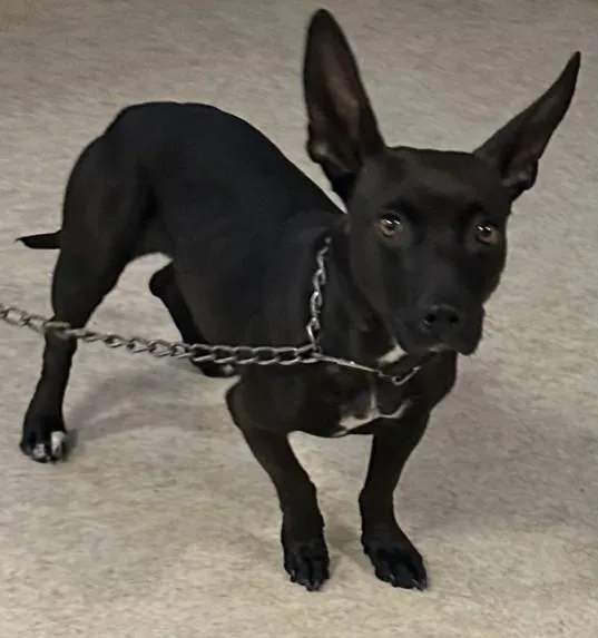 An adult medium-sized female Dachshund dog named Ebony for adoption in San Pedro, CA