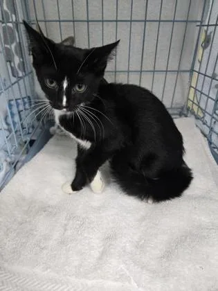 A baby small-sized male Domestic Short Hair cat named Vitamix for adoption in Gainesville, FL