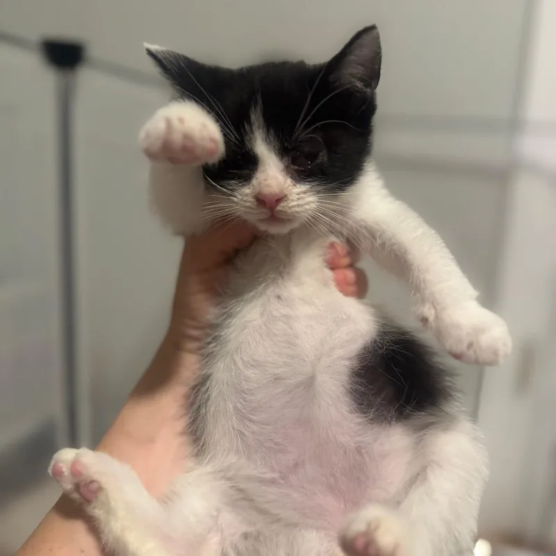 A baby small-sized male White Domestic Short Hair cat named Doberman for adoption in Jersey City, NJ