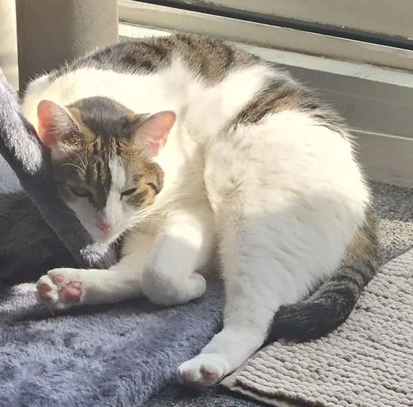 An adult medium-sized female Domestic Short Hair cat named Mila for adoption in Staten Island, NY