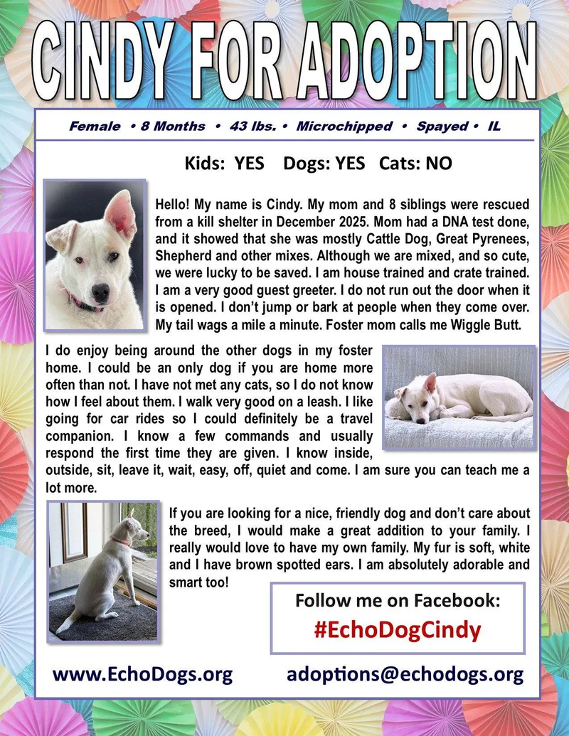 A young medium-sized female Cattle Dog dog named Cindy for adoption in Londonderry, NH