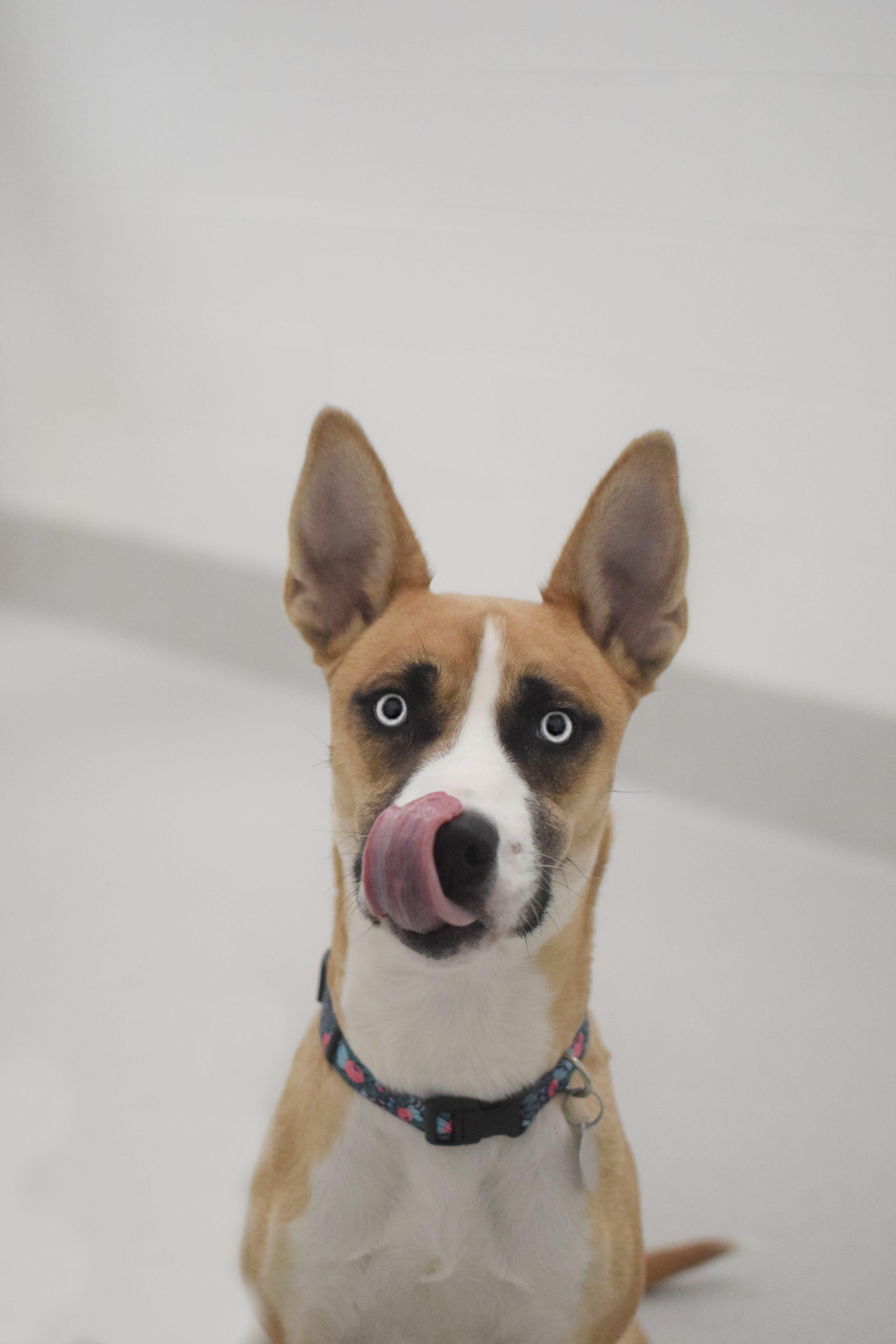 Kaia