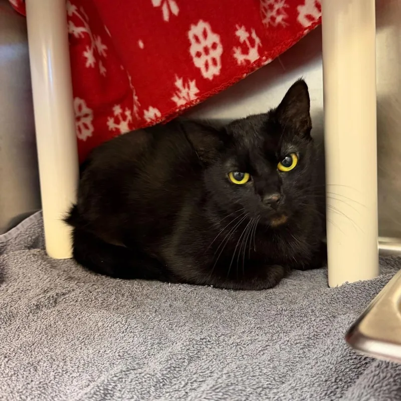 An adult medium-sized female Black Domestic Short Hair cat named Uranium for adoption in Enfield, NH