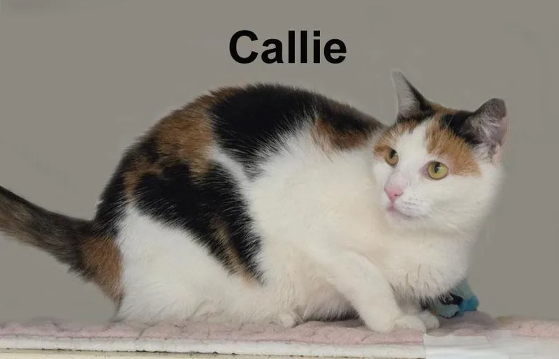 An adult medium-sized female Calico Domestic Short Hair cat named Callie Newm. for adoption in Stowe, PA