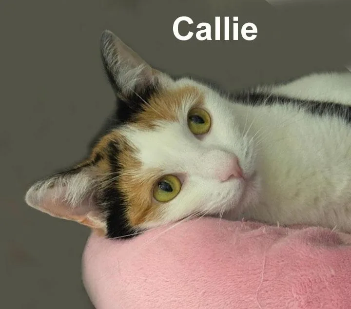 Callie Newm. thumbnail 2
