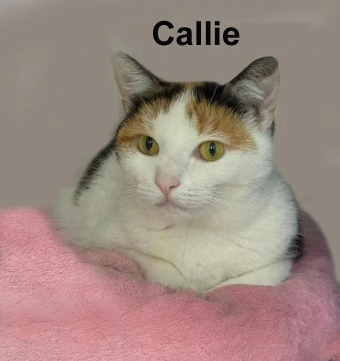 Callie Newm. thumbnail 3