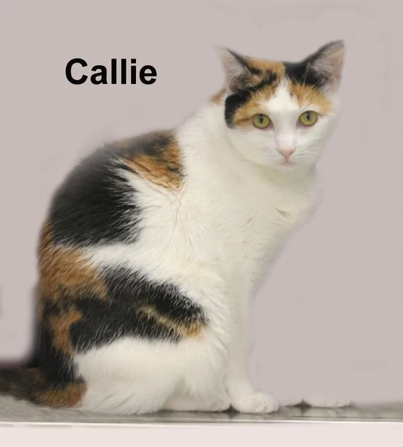 Callie Newm. thumbnail 4