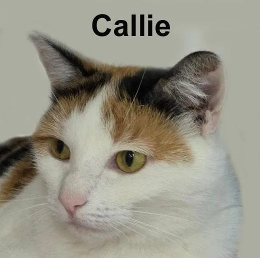 Callie Newm. thumbnail 5