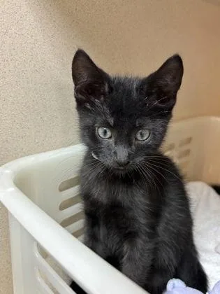 A baby small-sized male Domestic Short Hair cat named A Yellow for adoption in North Charleston, SC