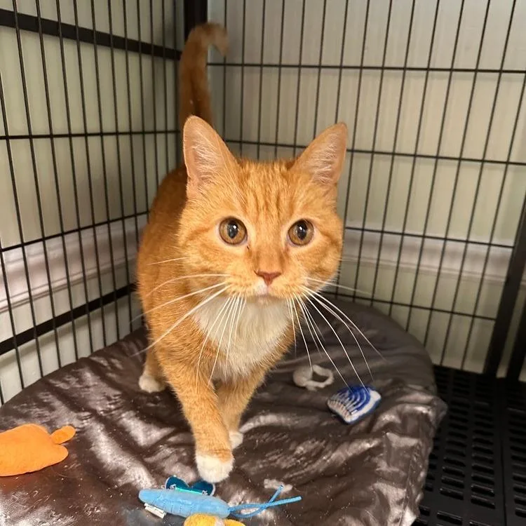 A senior small-sized female Orange / Red Domestic Short Hair cat named Bee for adoption in Greensburg, PA