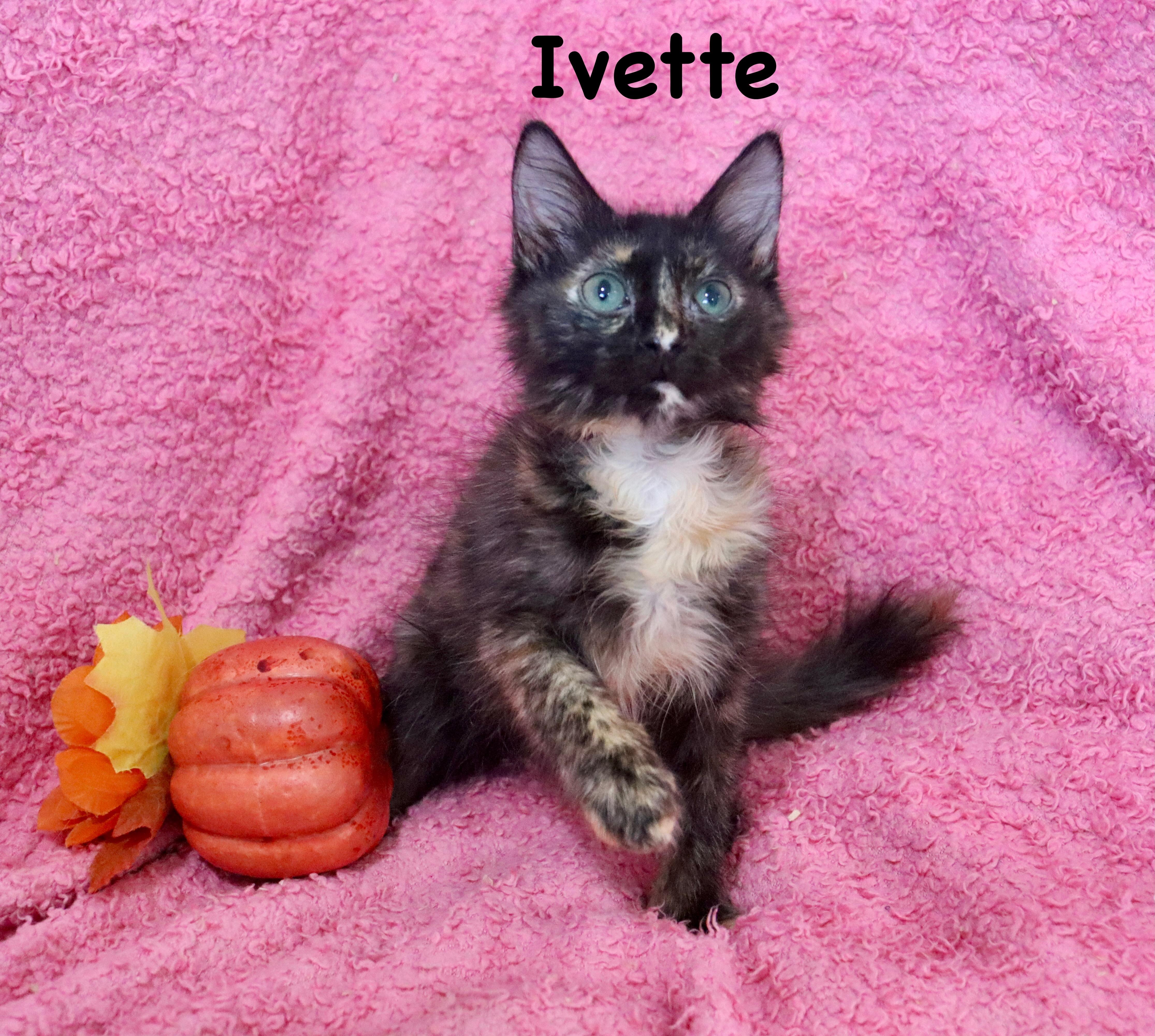 Ivette thumbnail 6
