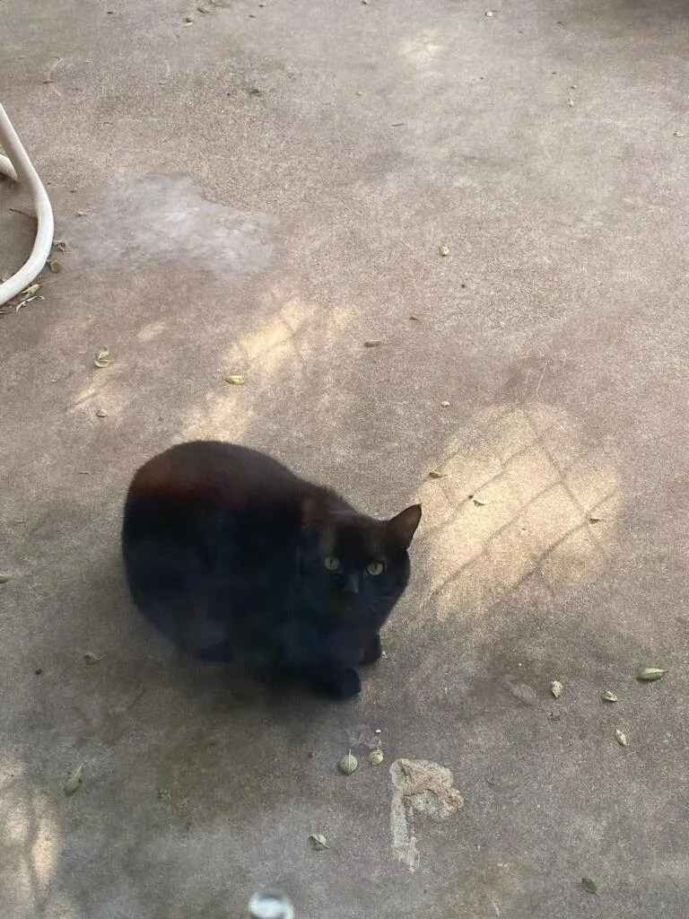 Big Daddy thumbnail 2